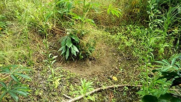 Cận cảnh bẫy chim cút hay nhất và không thể nhịn cười 2018-2019