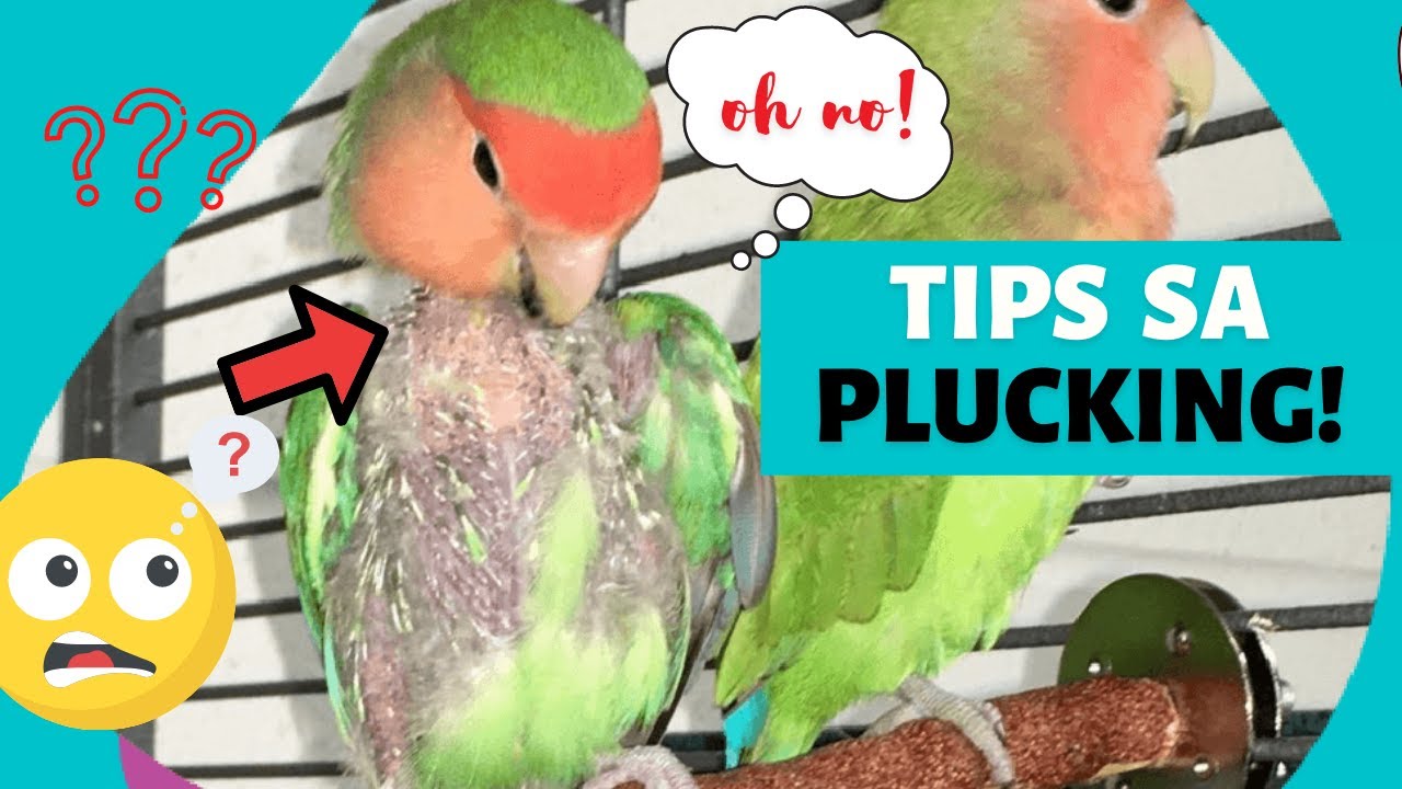 FEATHER PLUCKING TIPS!! SOLUSYON SA PAGPA-PLUCK NG IBON - FEATHER PICKING IN BIRDS