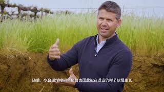 Coonawarra \Land Before Time - Mandarin Subtitles