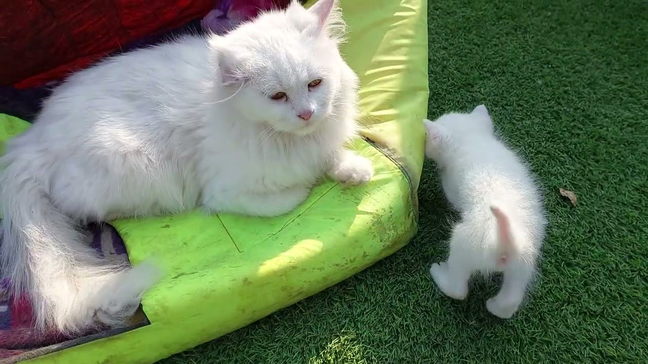 Why Mother Cat getting Stubborn and Teasing Everytime 