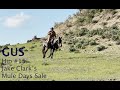 Hip #15 Gus consigned by Chris Knudson to Jake Clark&#39;s MULE DAYS ONLINE Auction, June 15-19, &#39;22