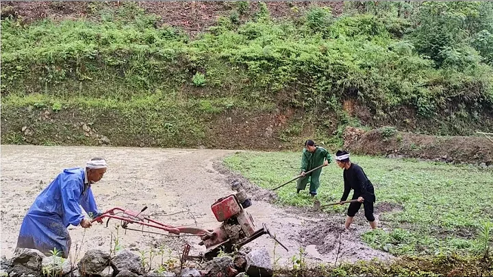 老公截癱，下雨的時候，公公婆婆就樣忙偉妹爬田，二哥正趕着回來【貴州偉妹一家】 - 天天要聞
