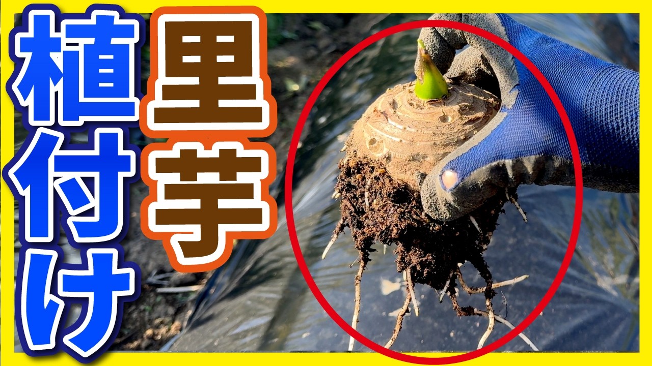 里芋は最初が肝心！コレやるだけで大きくなる植付け方法！ - YouTube