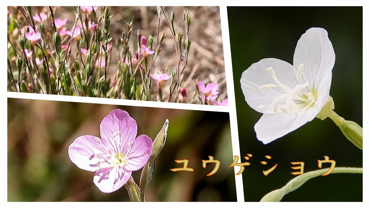 山野草 夏編 62 ユウゲショウ アカバナユウゲショウ Youtube 山野草 夏編 62 ユウゲショウ アカバナユウゲショウ Youtube