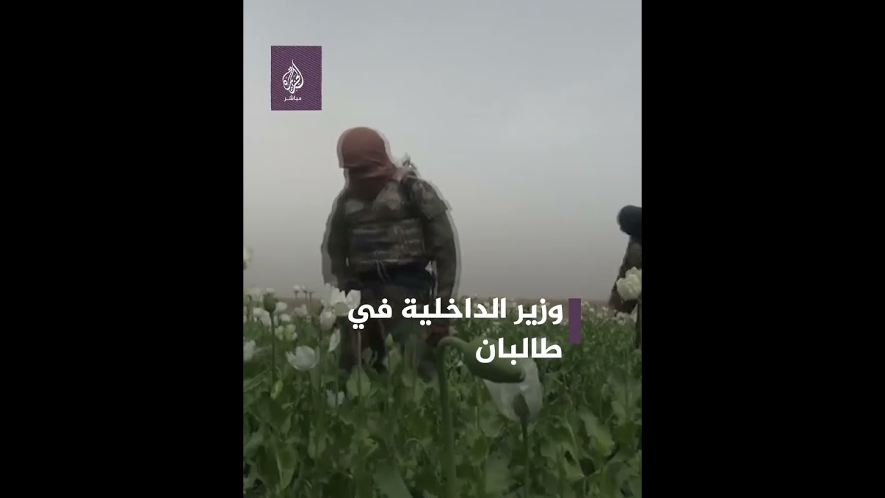 طالبان تدمر زراعة الأفيون في قندهار