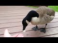 This goose knows how to climb stairs