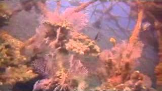 Kofferfish Murene 2011 Bali