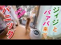 急に大好きなジィジとバァバがきて犬がパニックになったw【トイプードル】