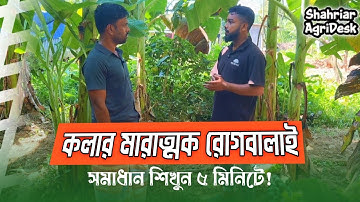 কলার মারাত্মক রোগবালাই - সমাধান শিখুন মাত্র ৫ মিনিটে!