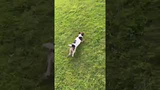 weeeeeeeeeee!!!#animal #cuteanimal#cutedog#viral#funnydog#jackrussellterrier