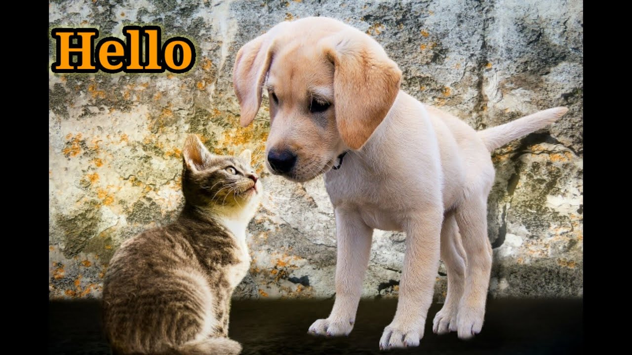 Funny Cats Videos Aw Animal #29 