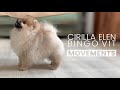 Cirilla elen bingovit  movements