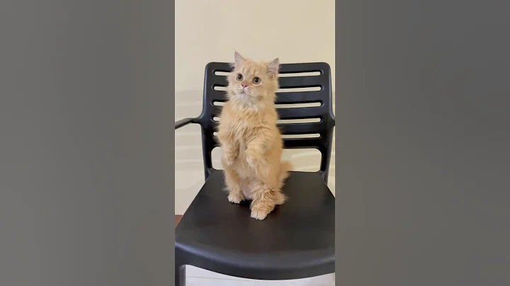 Video 7887301: golden british longhair, longhair munchkin, munchkin mix, british red, cats catlover kitten