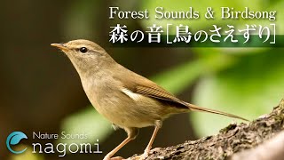 【自然音】鳥のさえずり・森の音｜Nature Sounds Birdsong｜自然の音でリラックス｜勉強・睡眠用