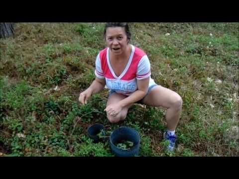 Harvesting Wintergreen Leaves & Berries