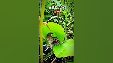🦜Singing nightingale  || The best bird song || #shorts #birds