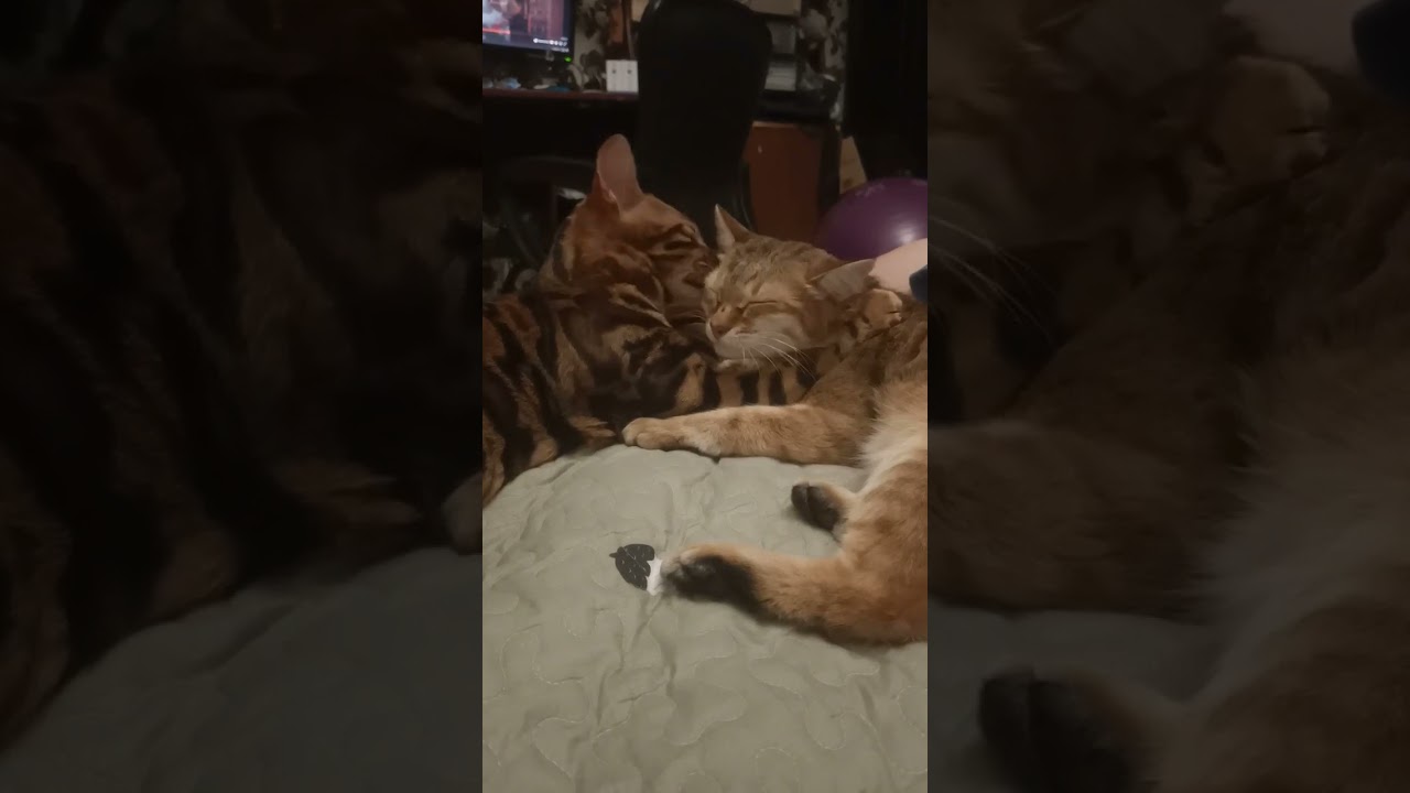 ������������