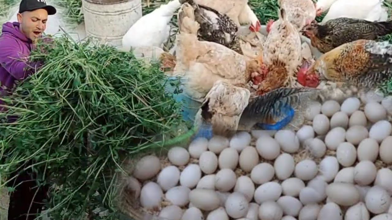 بخمسة جنية خلطة لزيادة إنتاج البيض فراخك هاتكر بيض ذى الساعة بلا انقطاع ...