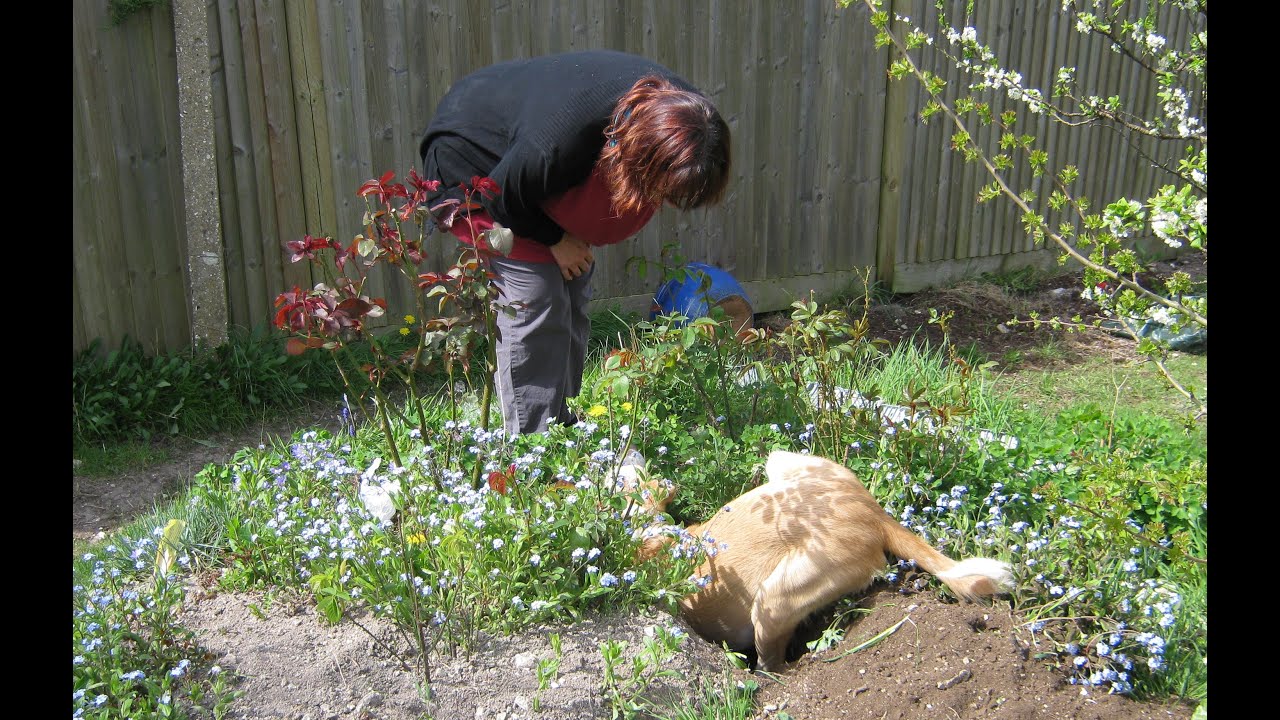 Dill digging holes in the rose garden YouTube