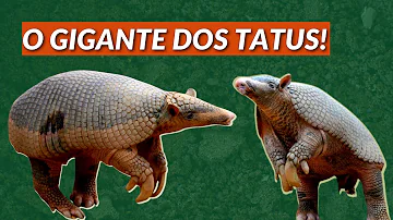 Onde podemos encontrar o tatu-canastra?