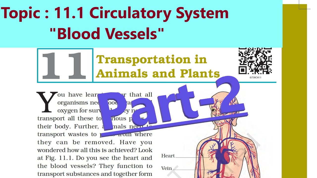 Class 7 Science Chapter 11 Transportation in Animals and Plants Part-2 ...