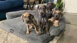 My Great Dane Puppies  FEEDING TIME  9 Weeks Old Weening From Mamas Milk