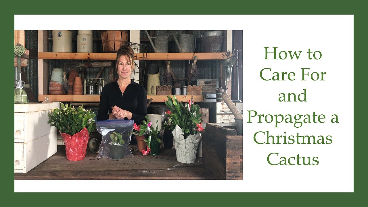 How to Care for and Propagate a Christmas Cactus