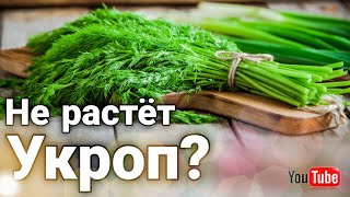 Почему не растёт укроп?