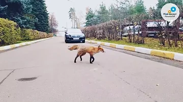 Лисы в городе! В чём причина, и как себя вести при встрече со зверем