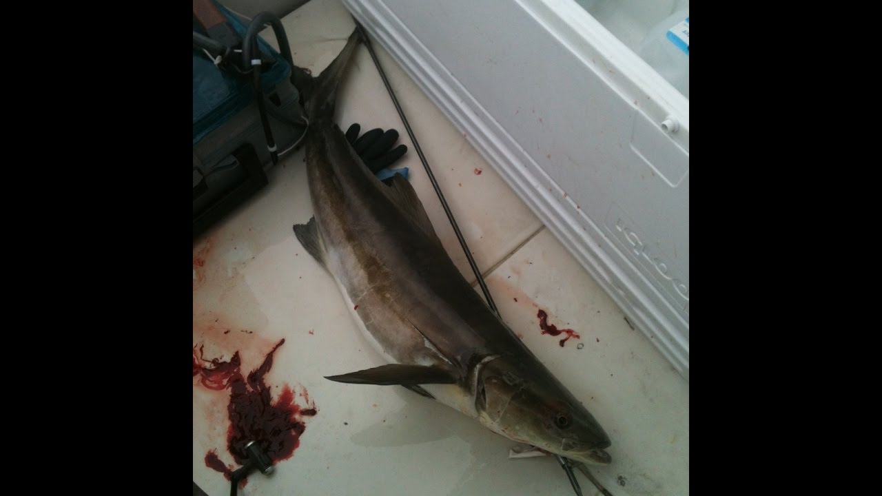 One tank dive commercial spearfishing 4 21 2016 St Petersburg YouTube