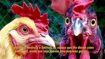 Porque galinha tem medo de vassoura?