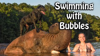 Swimming with a 9000lb elephant and Black Lab!