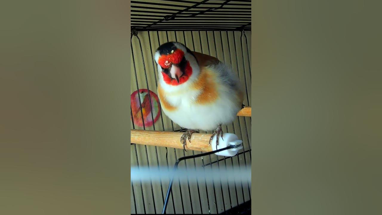 Goldfinch singing birds : The science behind the sound #birds #goldfinch #goldfinchsinging