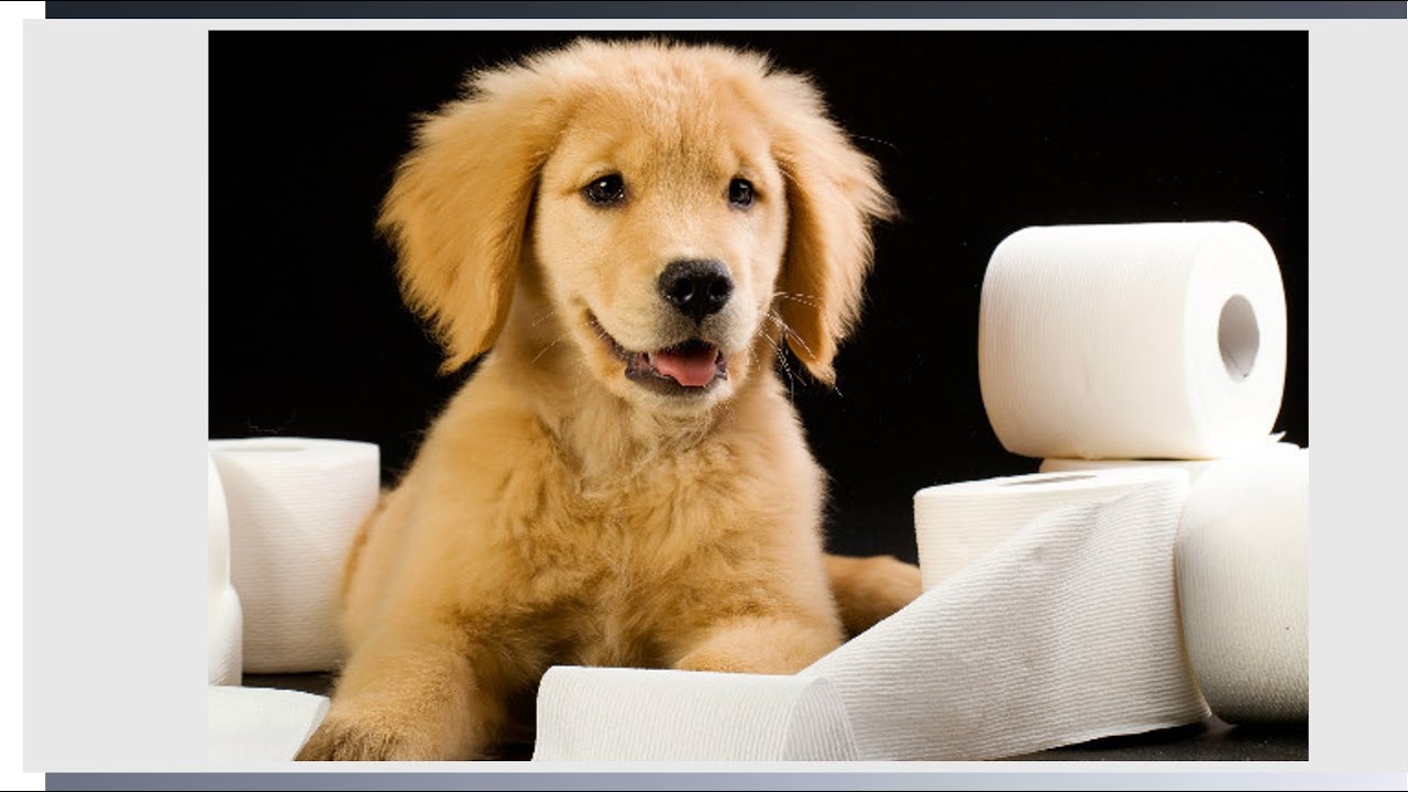 Параанальные железы . Парапроктит