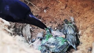 Crow DIGGS in MUD &amp; Swallows Baby Bird FULLVIDEO 4