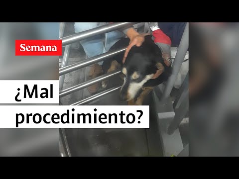 Liberó a su perrita de los torniquetes de Transmilenio y lo multaron con 900 mil | Semana Noticias