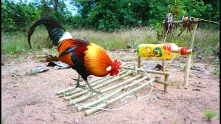 Creative Wild Chicken Trap Using Bottle &amp; Crank Bike - Easy Make A Wild Chicken Trap