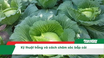 Kỹ thuật trồng và cách chăm sóc bắp cải