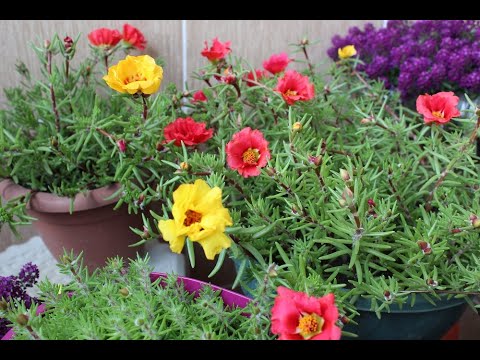 Video: Portulaca Bitkileri - Portulaca Çiçeği Nasıl Yetiştirilir