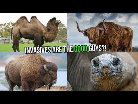 When Introducing INVASIVE