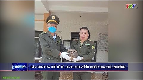 Bàn giao cá thể Tê tê Java cho Vườn Quốc gia Cúc Phương