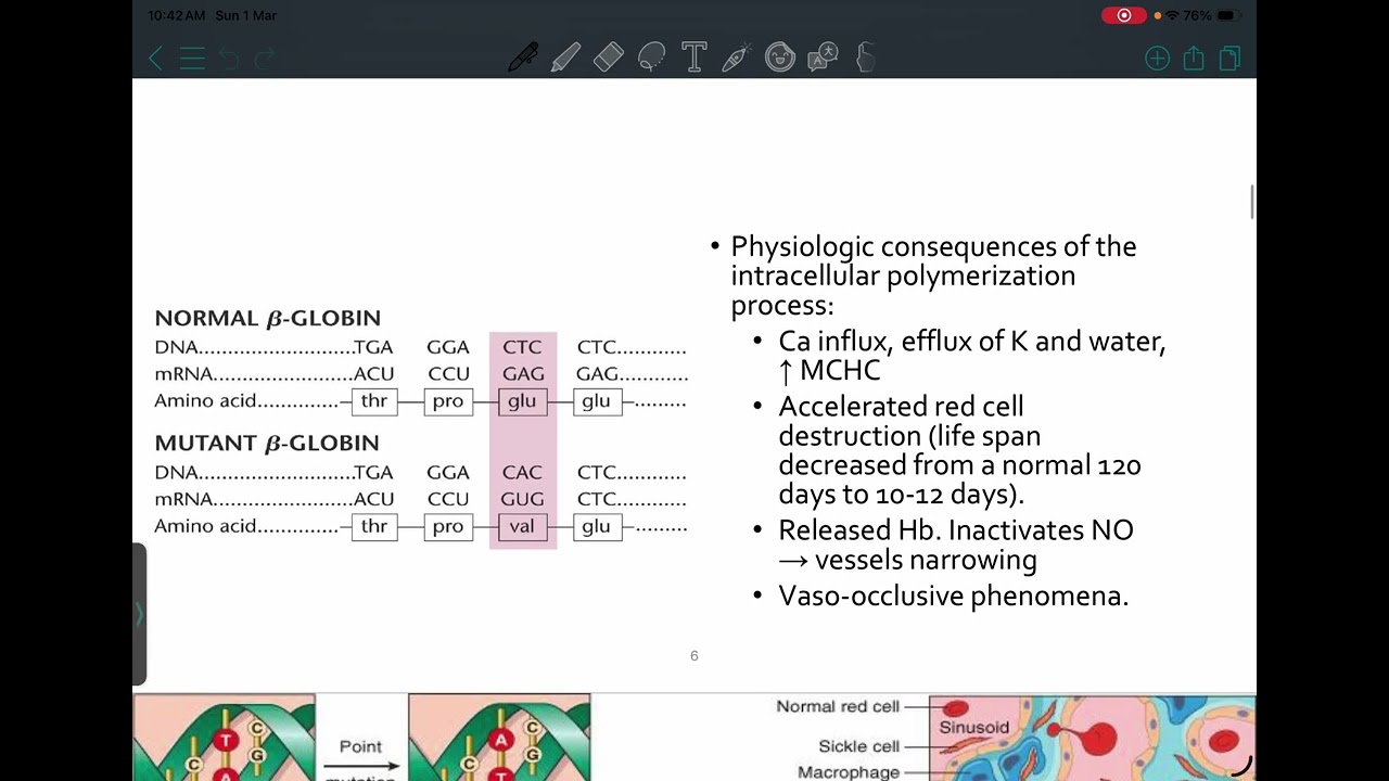 HLS: Pathology 3