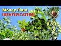 10+ POTHOS Varieties You Can HAVE/ Types of Pothos Plants and Identification/ Money Plants