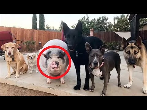 Video: „Žąsis nėra kiaulės draugas“: frazeologinio vieneto reikšmė