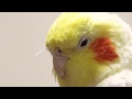 Today's My happy Cockatiel | Fluffy nose hair is waving | たなびく鼻毛 オカメインコのカメちゃん