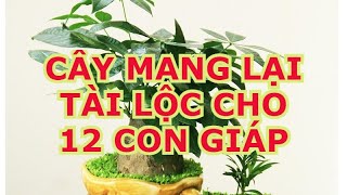 Cây phong thủy cho 12 con giáp /  trồng cây gì đem lại may mắn?