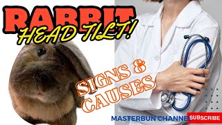 Rabbit disease 101: Understand Rabbit Head Tilt