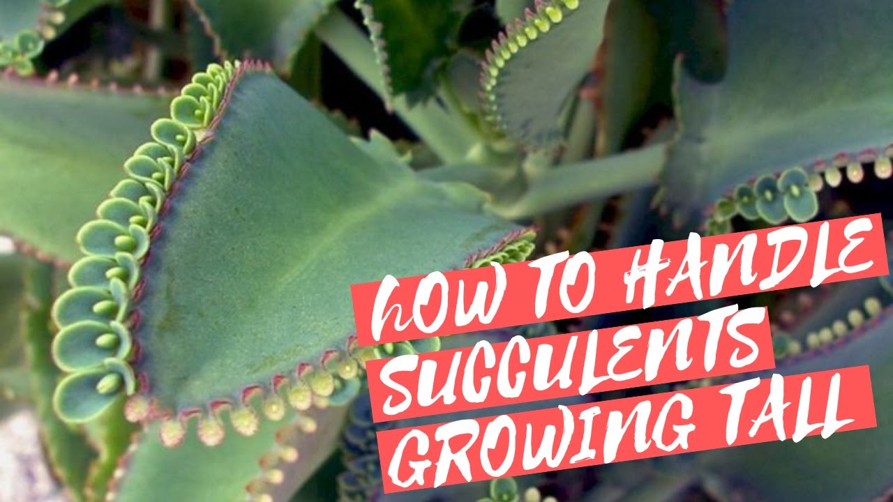 How To Handle Succulents Growing Tall