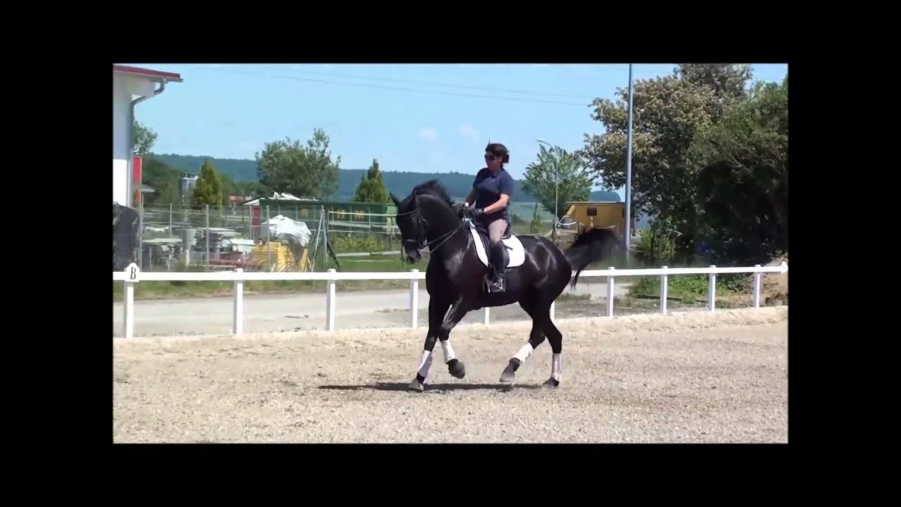 S Dressage Horse, 10 year old gelding - YouTube