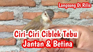 Ciri-Ciri Ciblek Tebu Jantan Dan Betina